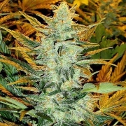 Lowryder #2 Regular cannabis flower bud by Joint Doctor