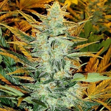 Lowryder #2 Regular cannabis flower bud by Joint Doctor