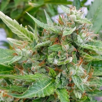 The Ogre Autoflowering cannabis flower bud by Joint Doctor