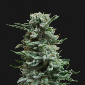 AK Skunk Auto Autoflowering cannabis flower bud by Kalashnikov Seeds