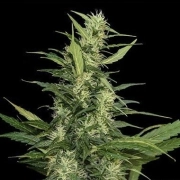 Amur Giant Auto Autoflowering cannabis flower bud by Kalashnikov Seeds