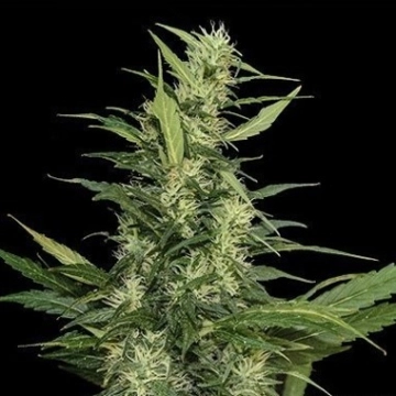 Amur Giant Auto Autoflowering cannabis flower bud by Kalashnikov Seeds