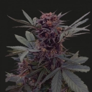 Babushka Black Auto Autoflowering cannabis flower bud by Kalashnikov Seeds