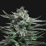 Blue Acid Auto Feminized cannabis flower bud by Kalashnikov Seeds