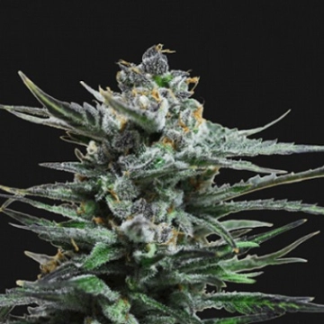 Blue Acid Auto Feminized cannabis flower bud by Kalashnikov Seeds