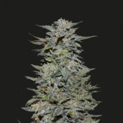 Boy Scout Cookies Feminized cannabis flower bud by Kalashnikov Seeds