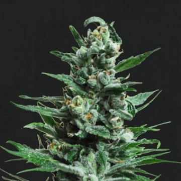 Moscow Blueberry Auto Autoflowering cannabis flower bud by Kalashnikov Seeds