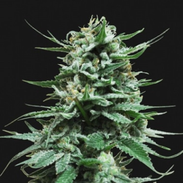 Northern Russian Auto Feminized cannabis flower bud by Kalashnikov Seeds