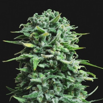 Siberian Haze Auto Autoflowering cannabis flower bud by Kalashnikov Seeds