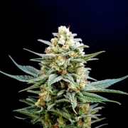Kritikal-K Feminized cannabis flower bud by Kannabia Seeds