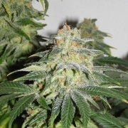 Russian Doll as Muneka Rusa Feminized cannabis flower bud by Kannabia Seeds