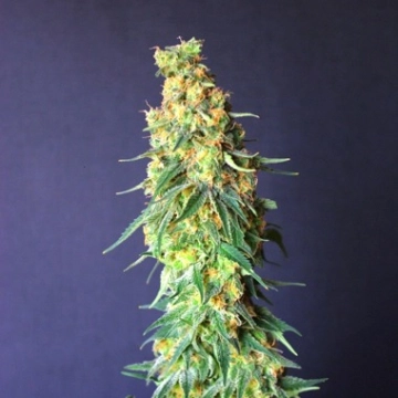 White Domina CBD Feminized cannabis flower bud by Kannabia Seeds