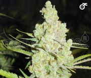 1024 Feminized cannabis flower bud by Medical Seeds