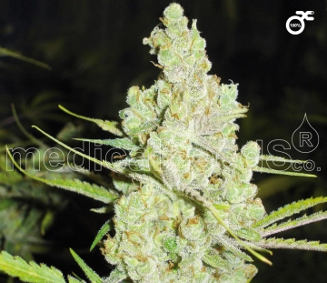 1024 Feminized cannabis flower bud by Medical Seeds