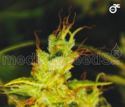 2046 Feminized cannabis flower bud by Medical Seeds