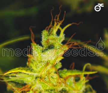 2046 Feminized cannabis flower bud by Medical Seeds