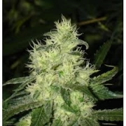 Bluehell Feminized cannabis flower bud by Medical Seeds