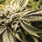 Canadian Kush Feminized cannabis flower bud by Medical Seeds