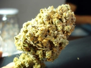 Channel + Feminized cannabis flower bud by Medical Seeds