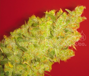 Jack La Mota Feminized cannabis flower bud by Medical Seeds