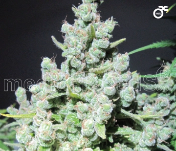 Malakoff Feminized cannabis flower bud by Medical Seeds
