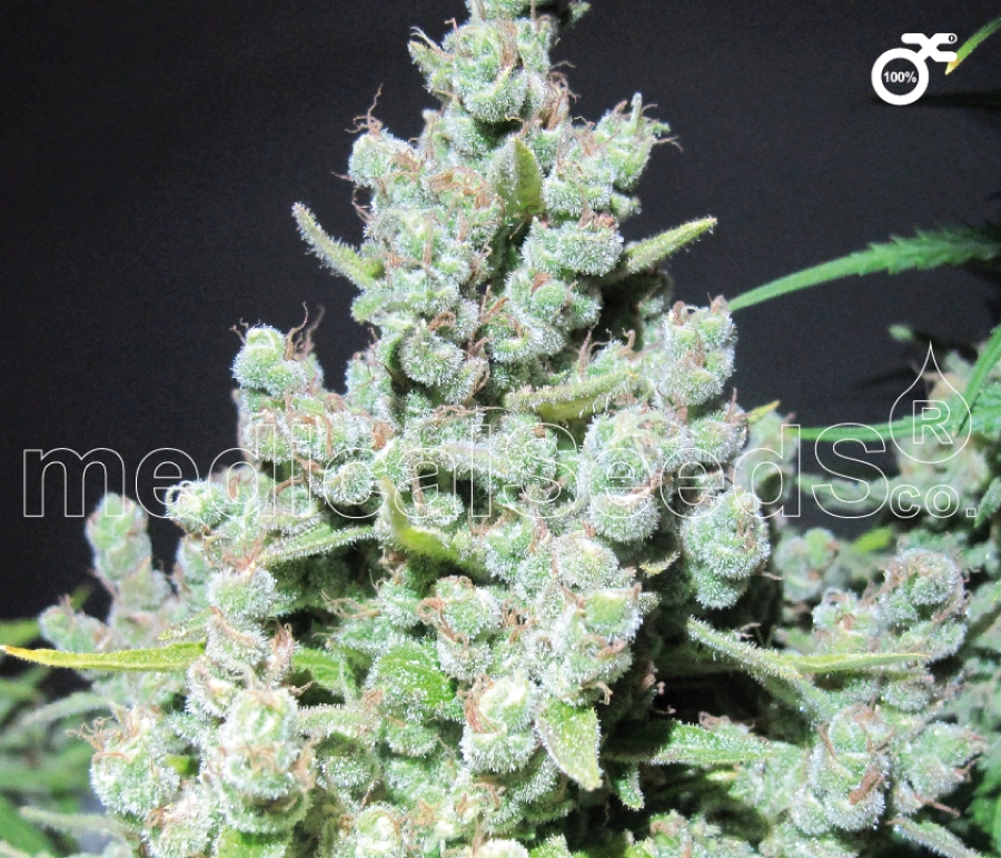 Malakoff – Medical Seeds – Feminized