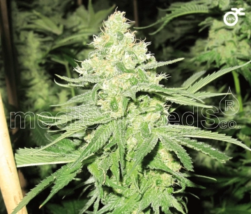 No Name Feminized cannabis flower bud by Medical Seeds