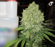 Prozack Feminized cannabis flower bud by Medical Seeds