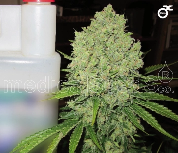 Prozack Feminized cannabis flower bud by Medical Seeds