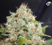 Sour Diesel Feminized cannabis flower bud by Medical Seeds