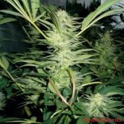 White Widow Feminized cannabis flower bud by Medical Seeds