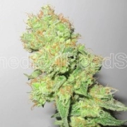 Y Griega CBD Feminized cannabis flower bud by Medical Seeds