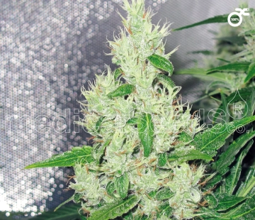 Y Griega Feminized cannabis flower bud by Medical Seeds