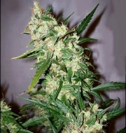 ASH (Afghan Skunk x Afghan Haze) Regular cannabis flower bud by Mr Nice Seedbank