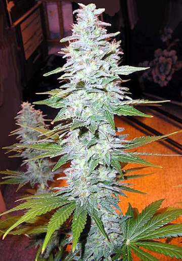 Black Widow Regular cannabis flower bud by Mr Nice Seedbank