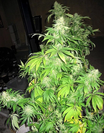 Critical Mass Regular cannabis flower bud by Mr Nice Seedbank