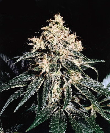 Devil Regular Regular cannabis flower bud by Mr Nice Seedbank