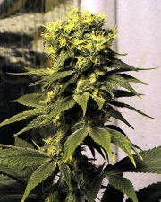Early Queen Regular cannabis flower bud by Mr Nice Seedbank