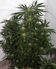 Early Pearl Skunk x Haze Regular cannabis flower bud by Mr Nice Seedbank