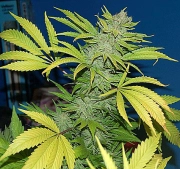 G13 Skunk Regular cannabis flower bud by Mr Nice Seedbank