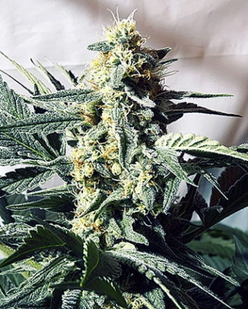 G13 Widow Regular cannabis flower bud by Mr Nice Seedbank