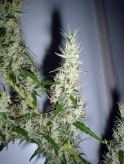 Mango Haze Regular cannabis flower bud by Mr Nice Seedbank