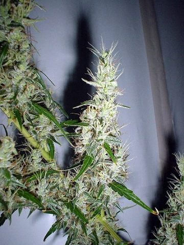 Mango Haze Regular cannabis flower bud by Mr Nice Seedbank