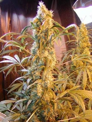 Mango Widow Regular cannabis flower bud by Mr Nice Seedbank