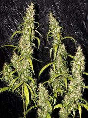 Neville's Haze Regular cannabis flower bud by Mr Nice Seedbank