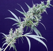 Neville's Haze x Mango Regular  Regular cannabis flower bud by Mr Nice Seedbank