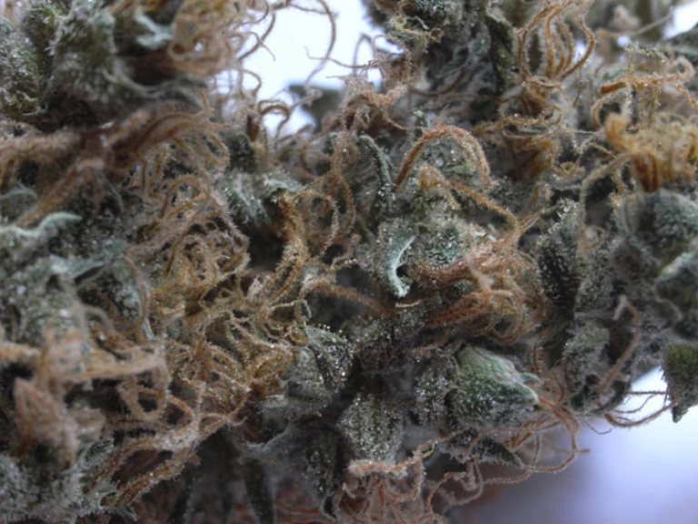NHS (Northern Lights/Haze x Skunk) – Mr Nice Seedbank – Regular
