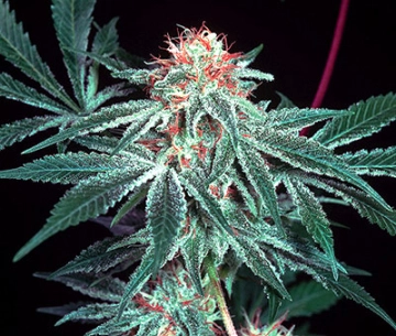 Shark Shock Regular cannabis flower bud by Mr Nice Seedbank