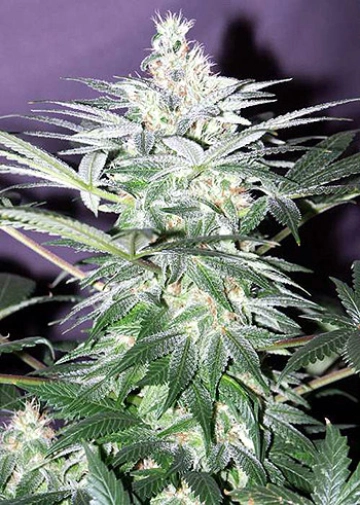 Shit Regular cannabis flower bud by Mr Nice Seedbank
