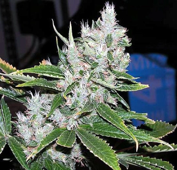 Spice Regular cannabis flower bud by Mr Nice Seedbank